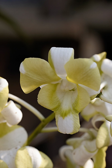Fleurs FEV12-029